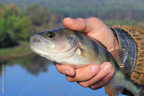 Fototapeta Naklejka Na Ścianę i Meble -  bass in the hand of fisherman