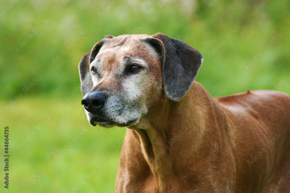 Rhodesian Ridgeback Portrait