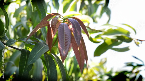 Mango tree leaf 2. photo