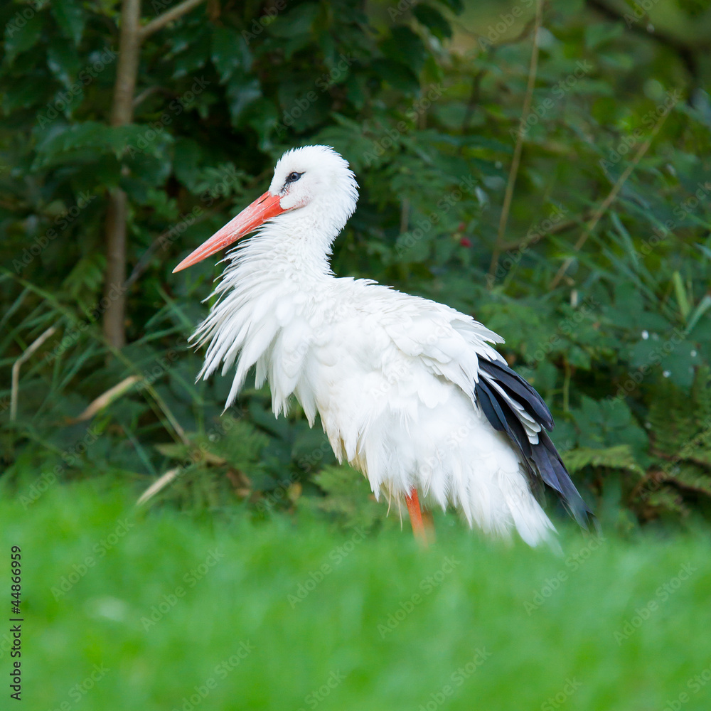 Fototapeta premium Stork in its natural habitat