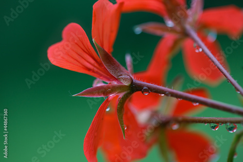 Fototapeta Naklejka Na Ścianę i Meble -  Geranien mit Tautropfen