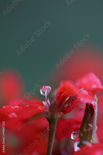 Fototapeta Naklejka Na Ścianę i Meble -  Geranien mit Tautropfen