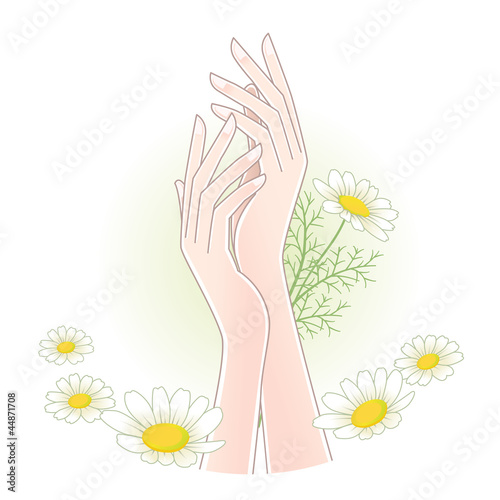 Beautiful woman's hands with chamomile flowers