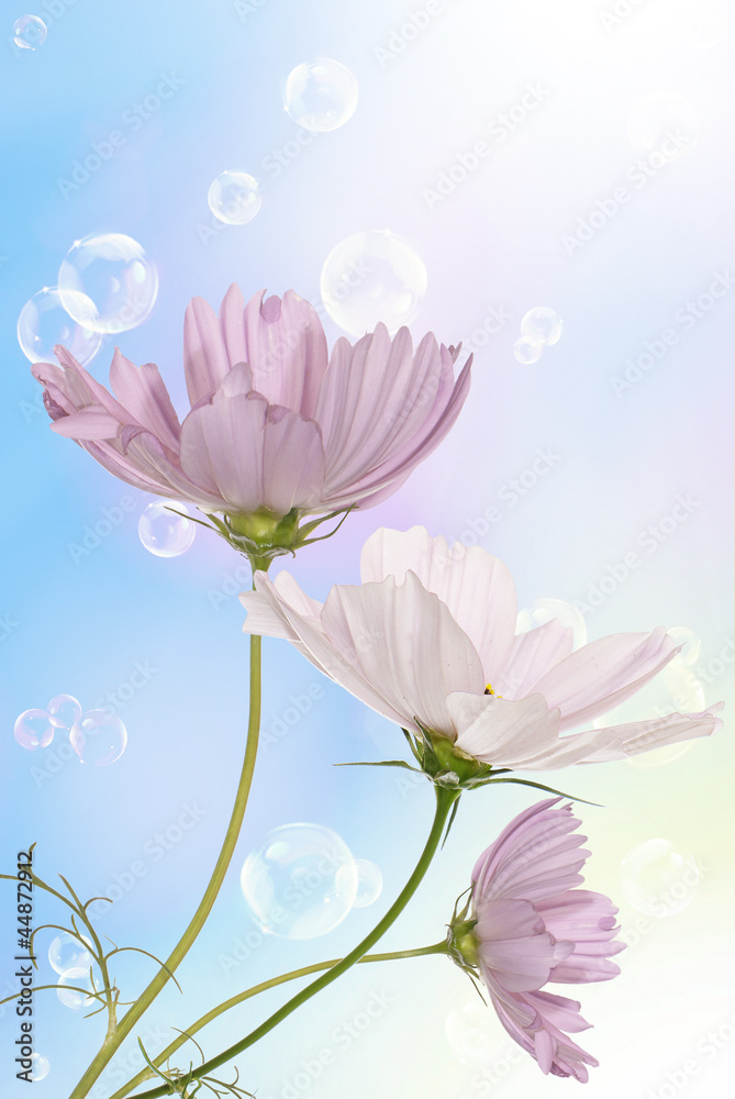 Pink decorative beautiful flowers Pink decorative beautiful flowers