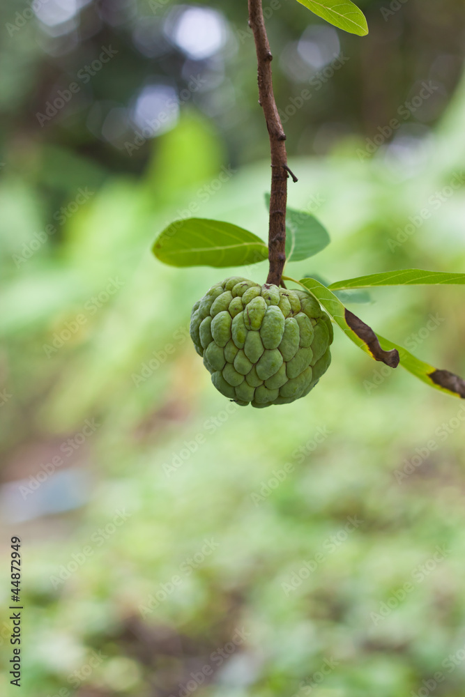 Custard apple in garden Custard apple in garden