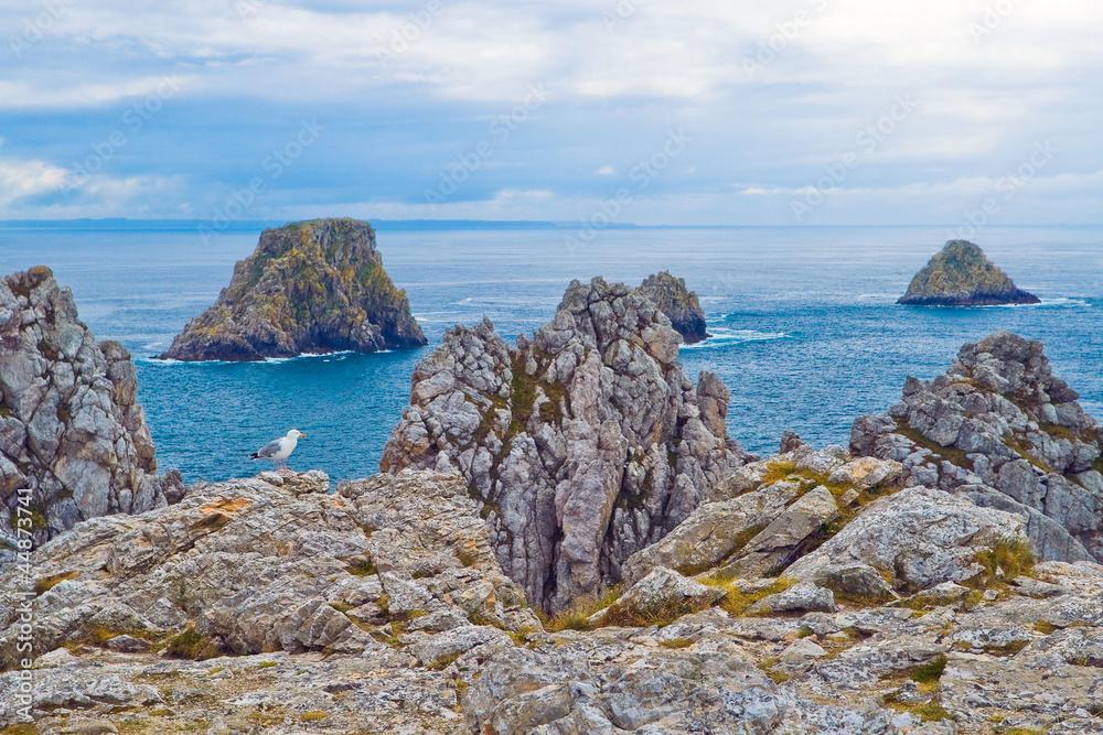 Fototapeta premium Seagull on the rocks, Bretagne