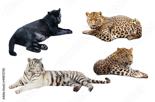 lying big wild cats. Isolated  over white