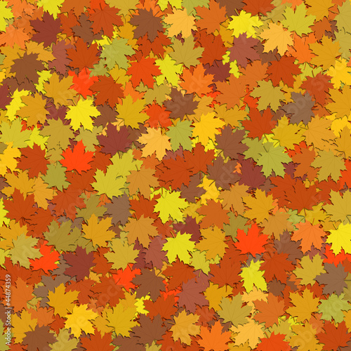 Tapis de feuilles aux couleurs de l’automne
