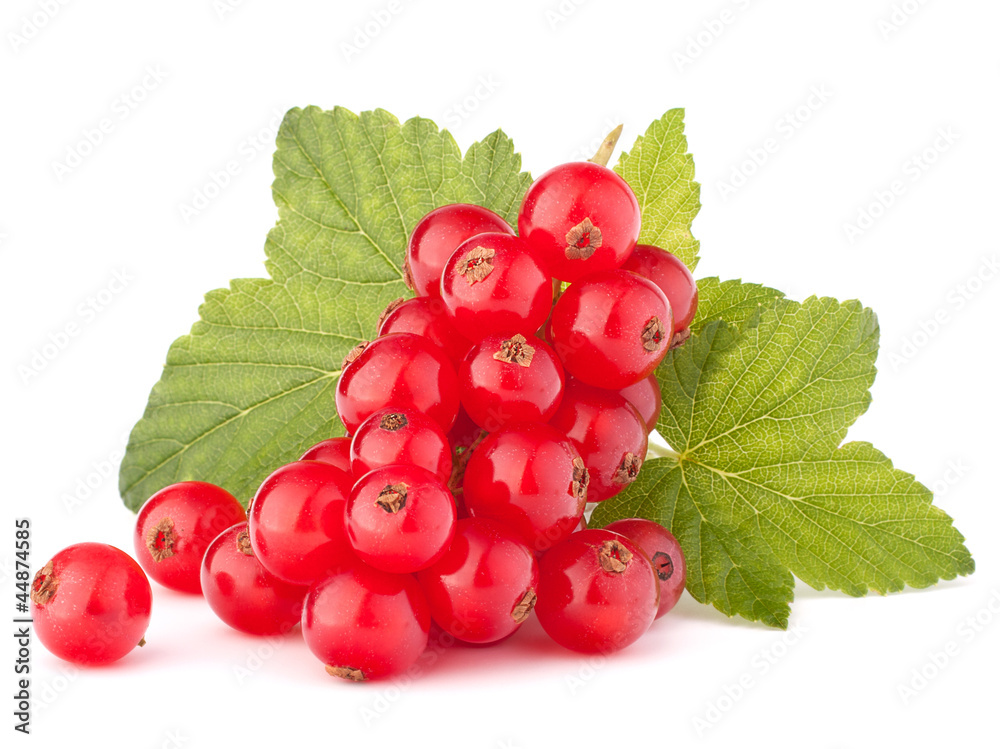 Red currants and green leaves still life Red currants and green leaves still life