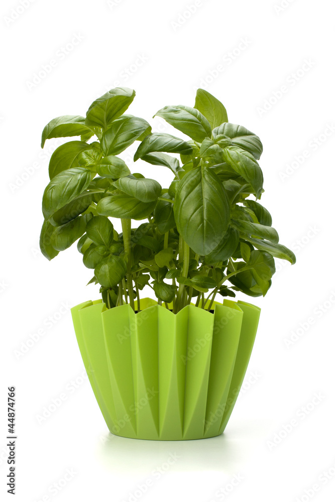 Naklejka premium Sweet basil leaves