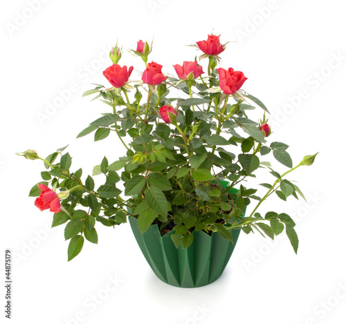 Beautiful rose in flowerpot