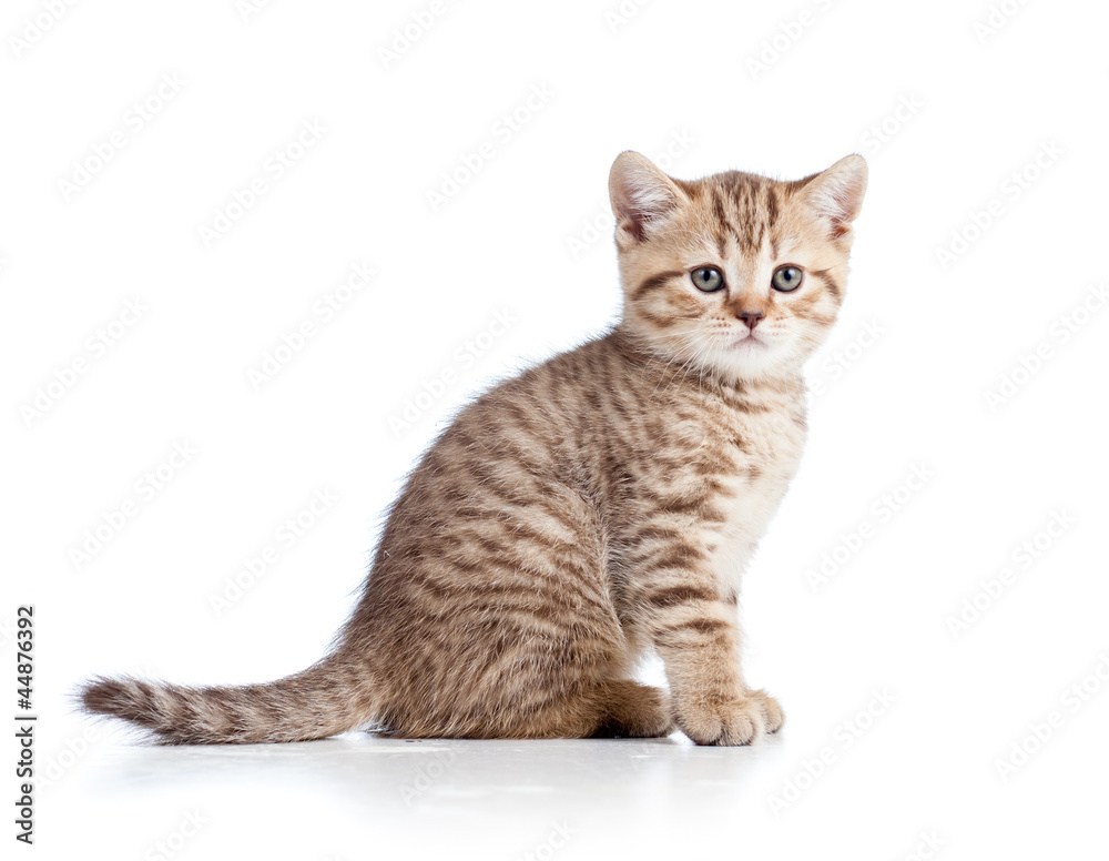 Obraz premium cute cat kitty isolated on white