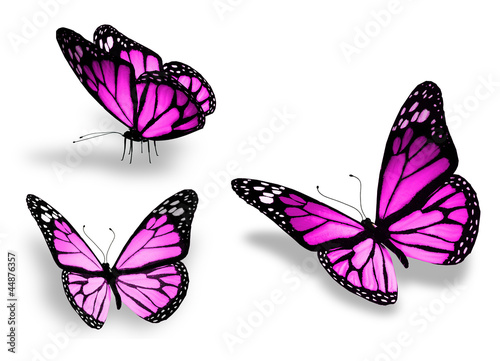 Three violet butterfly, isolated on white background
