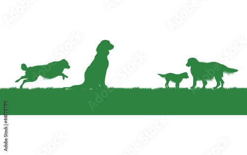 four dogs on a grass background