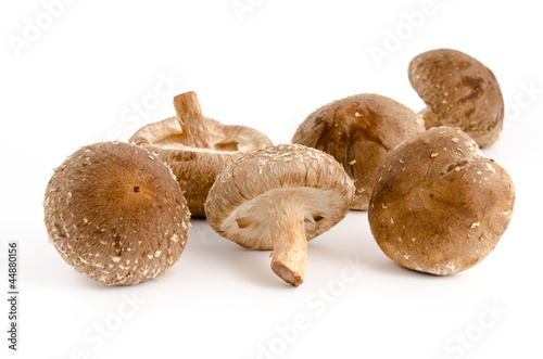 Shiitake
