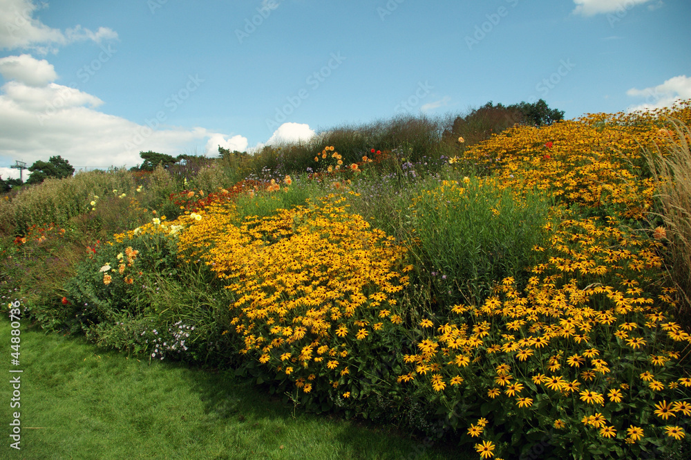 Fototapeta premium Massif d'hélanthius jaunes.