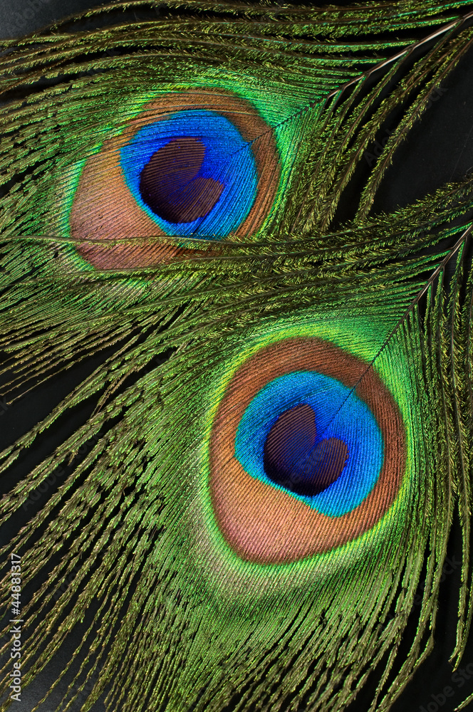 Obraz premium peacock feathers close up