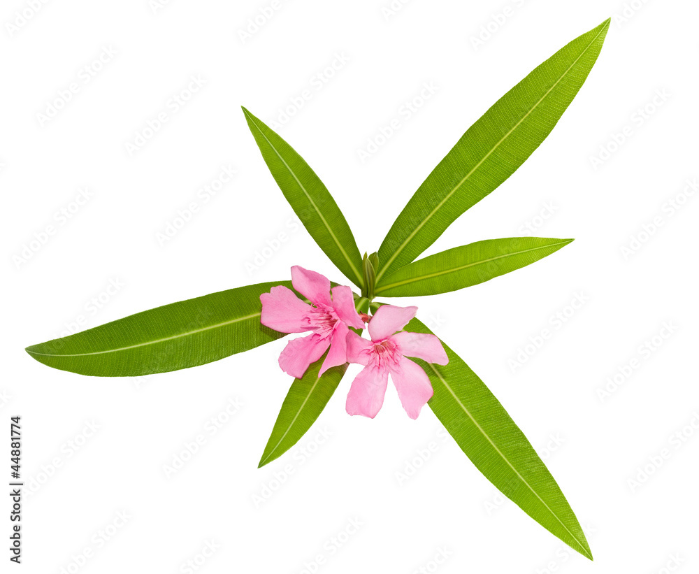 Obraz premium oleander