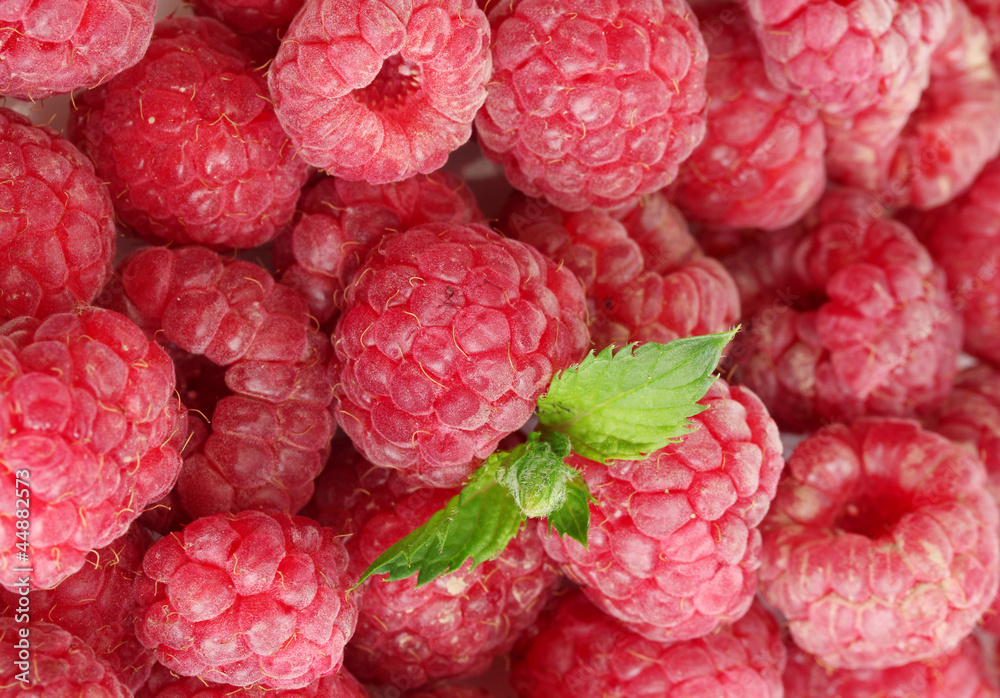 ripe raspberries background.with mint ripe raspberries background.with mint