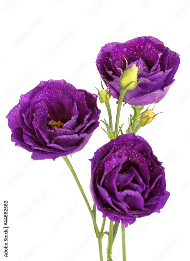 purple eustoma on white background purple eustoma on white background