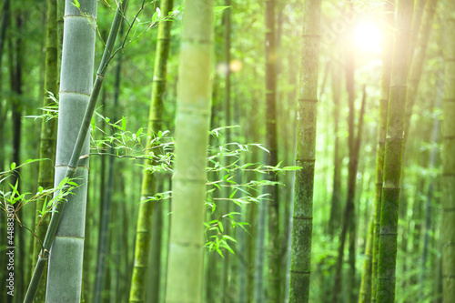 Bamboo forest with morning sunlight