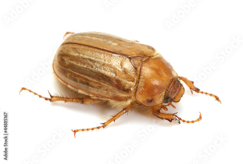 Brown june beetle