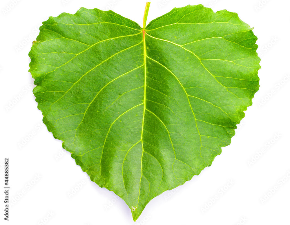 Naklejka premium Green heart shaped leaf
