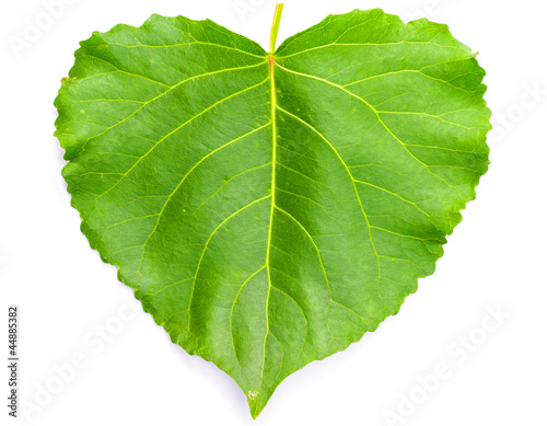 Green heart shaped leaf