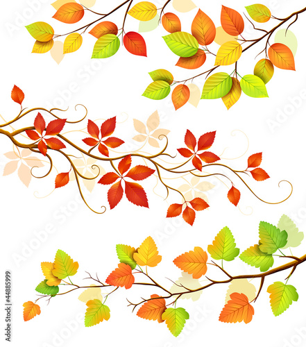 Collection of autumn leaves.Vector illustration