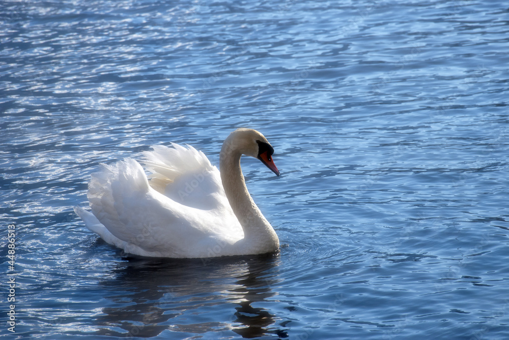 Obraz premium Beautiful swan