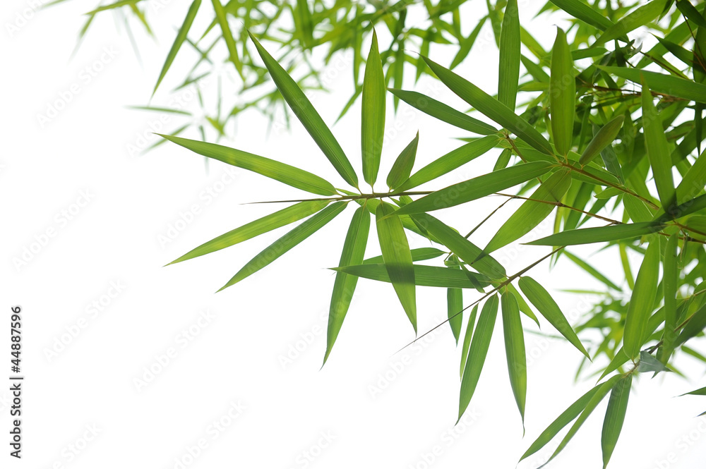 bamboo leaves bamboo leaves