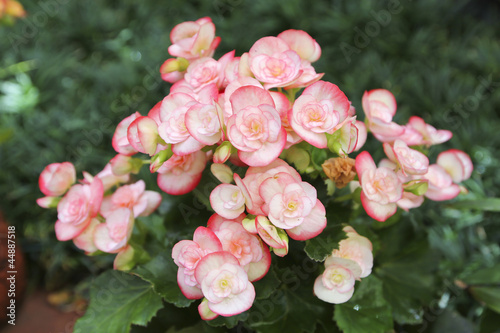 begonia flowers closeup photo