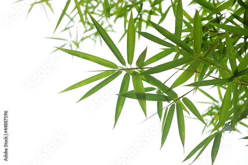bamboo leaves © xiaoliangge