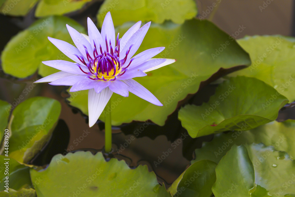 water lily with lotus leaf