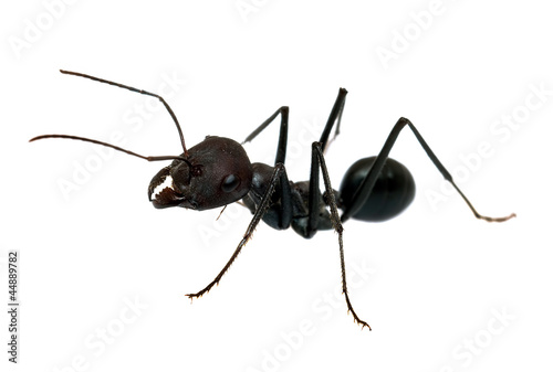 Ant isolated on white background macro