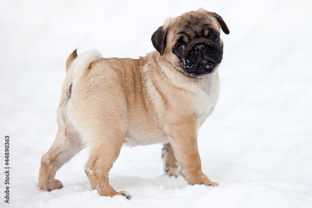 Pug dog on white snow