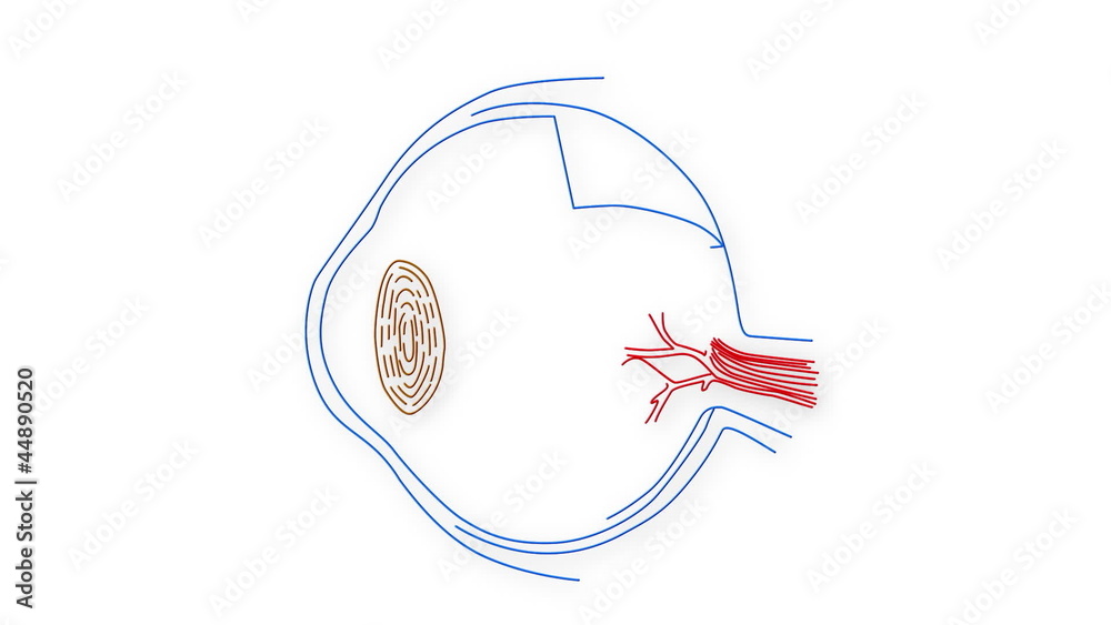 Human Eye structure animation illustration