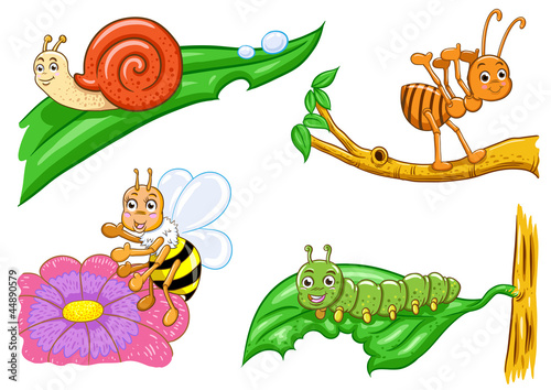 insect