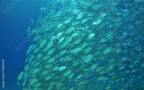 Fisch Formation