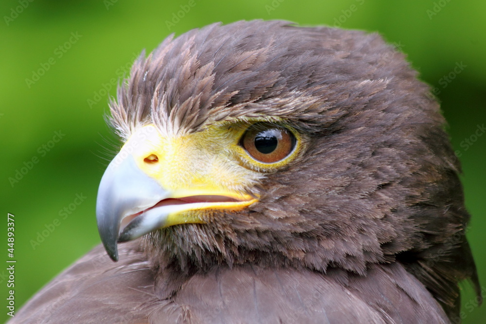 Portrait of Harris Hawk (Parabuteo unicinctus) Portrait of Harris Hawk (Parabuteo unicinctus)