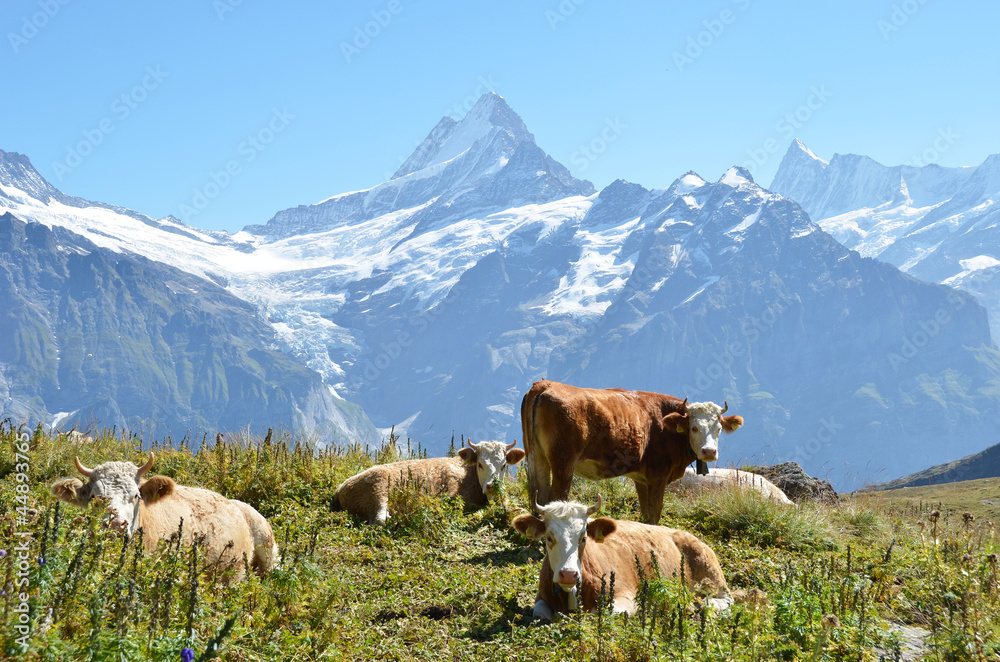 Cows on the Alpine meadow. Jungfrau region, Switzerland
