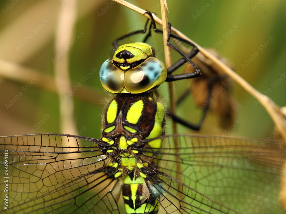 Obraz premium Head of Southern Hawker Dragonfly (Aeshna cyanea)