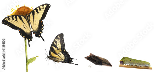 Tiger Swallowtail metamorphosis