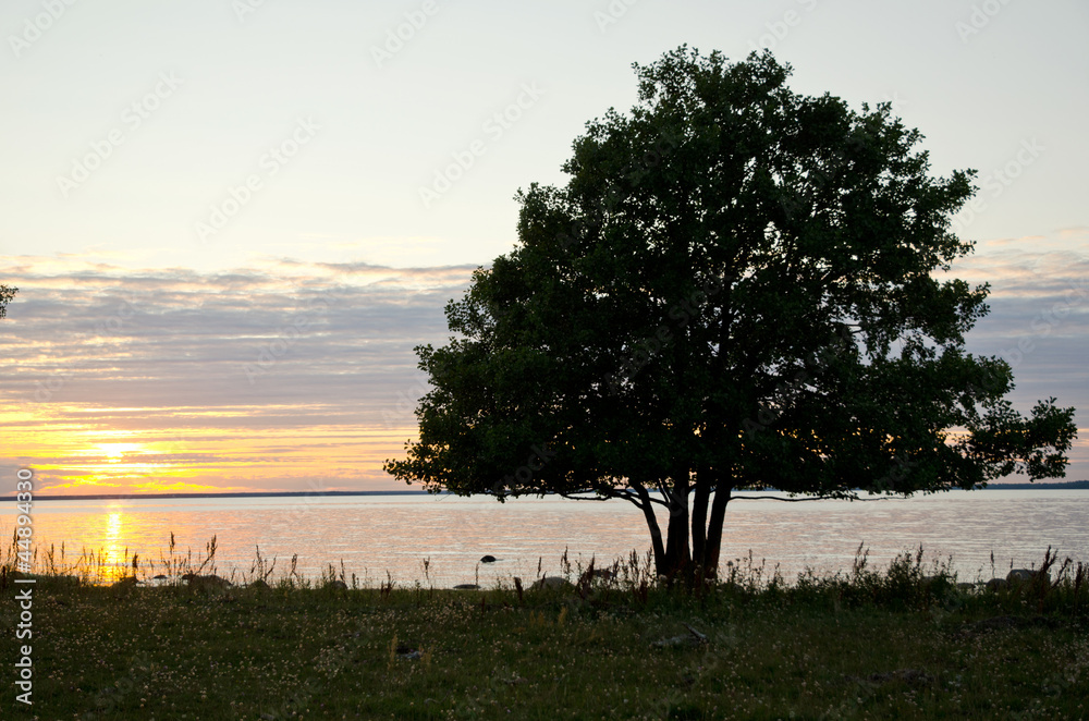 Obraz premium Alder tree in sunset