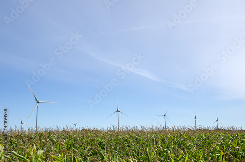 Windmills in a corn field