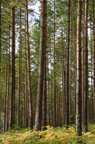 Scandinavian pine forest