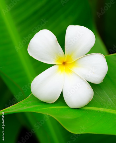 Frangipani