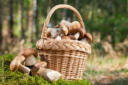 basket with mushrooms (ceps) on moss  in forest