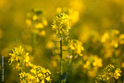 Colza  Brassica rapa 