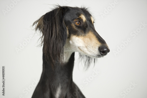 Foreground - Dog Persian greyhound race Saluki